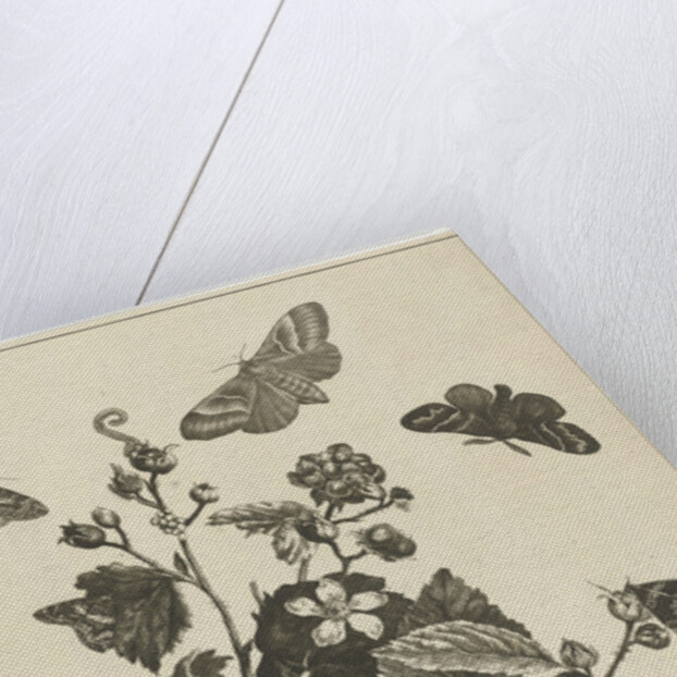 Wild rose with caterpillars and butterflies by Johannes Sluyter