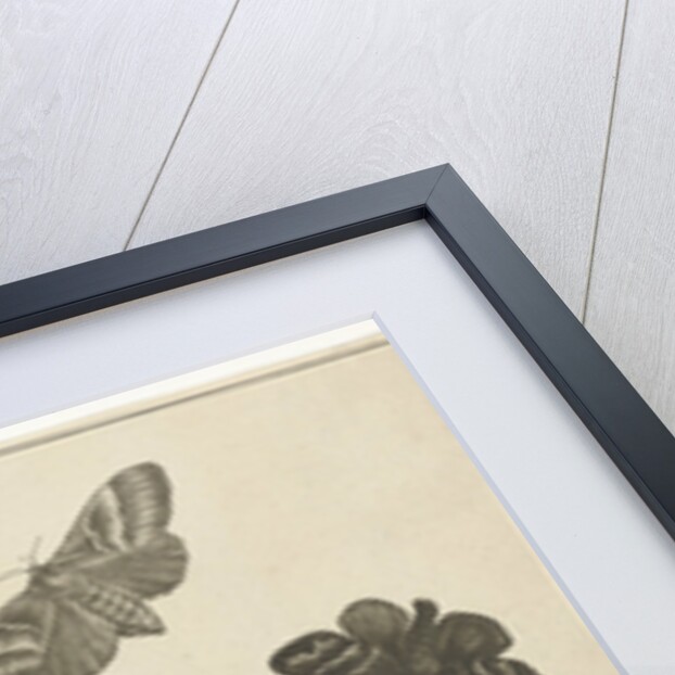 Wild rose with caterpillars and butterflies by Johannes Sluyter