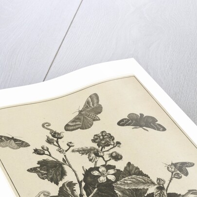 Wild rose with caterpillars and butterflies by Johannes Sluyter