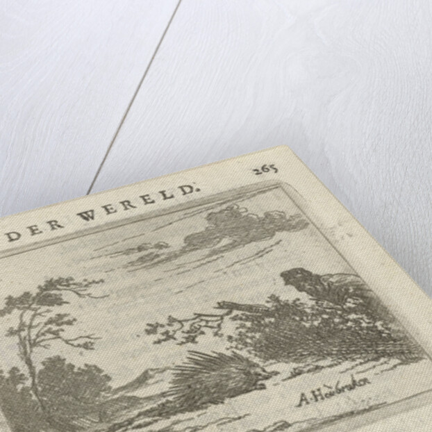 Man sneaks a porcupine by Arnold Houbraken