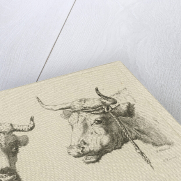 Two cows heads by Pieter Roosing