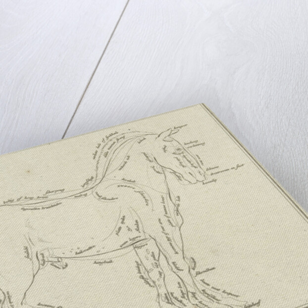 Anatomy of horse with possible defects in physique by Johannes le Francq van Berkhey