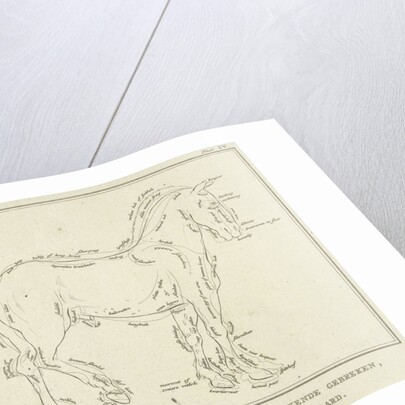 Anatomy of horse with possible defects in physique by Johannes le Francq van Berkhey