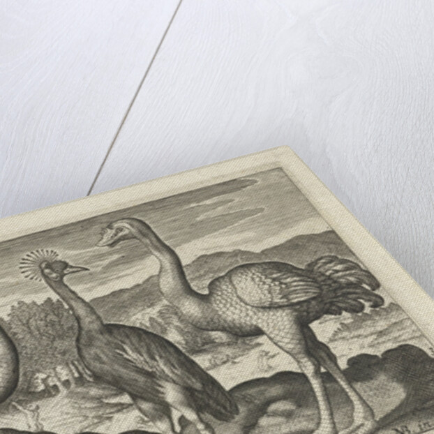 Crowned Crane between two ostriches by Claes Jansz. Visscher II