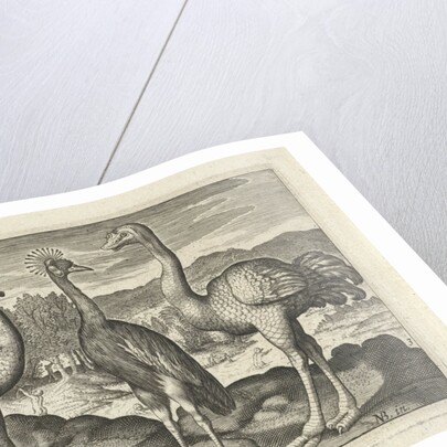 Crowned Crane between two ostriches by Claes Jansz. Visscher II