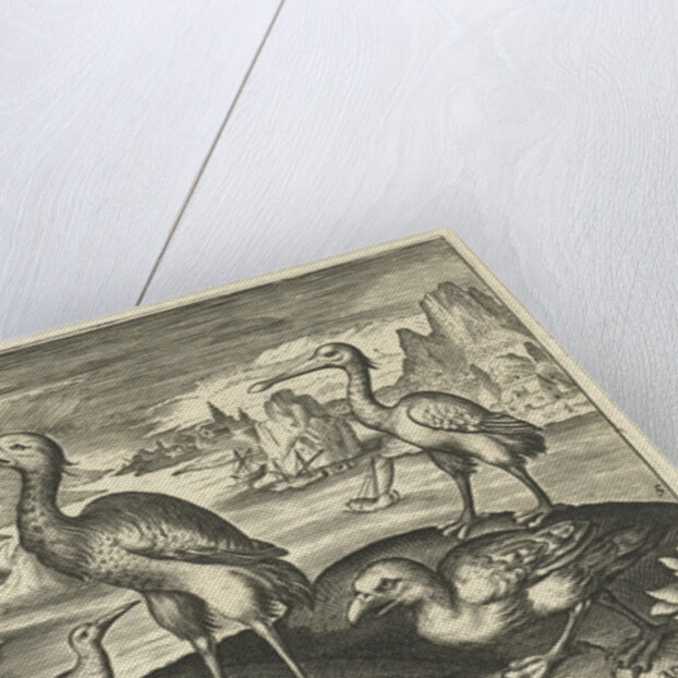 Five birds including spoonbill by Claes Jansz. Visscher II
