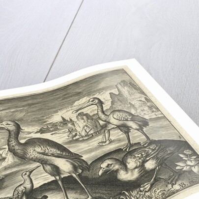 Five birds including spoonbill by Claes Jansz. Visscher II