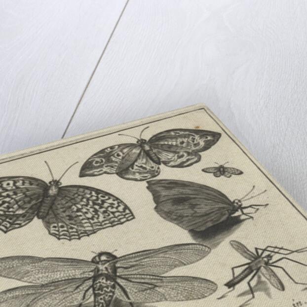 Butterflies and dragonflies by Claes Jansz. Visscher II