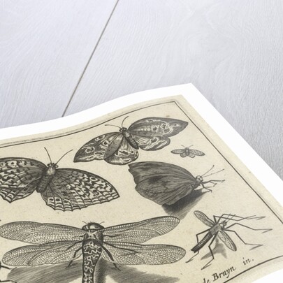 Butterflies and dragonflies by Claes Jansz. Visscher II