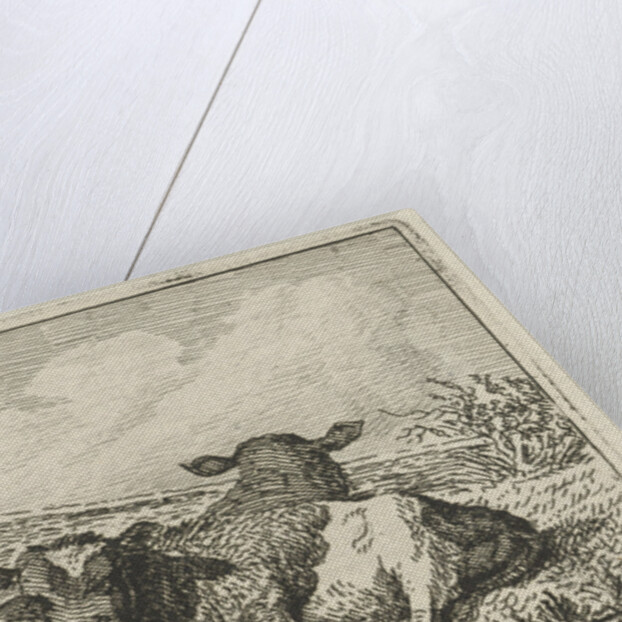 Two calves lying by a fence by Anthony Oberman