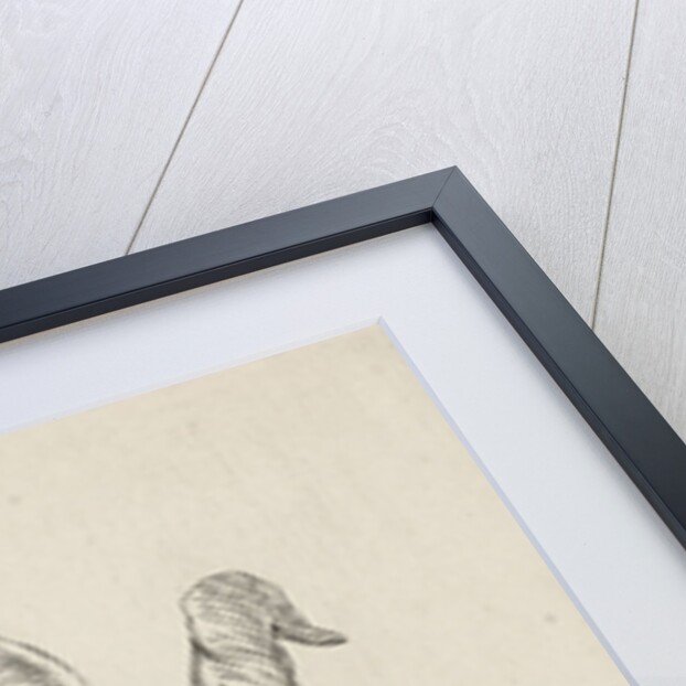 Head of a goat by baron Reinierus Albertus Ludovicus van Isendoorn à Blois