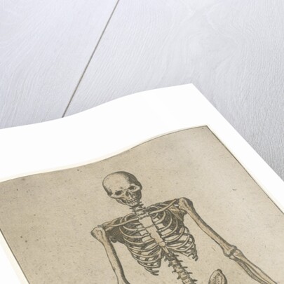 Male skeleton, seen from the front by Pieter Feddes van Harlingen