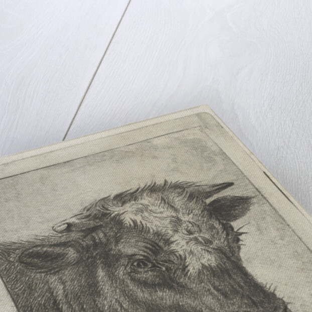 Head of a cow by Jacobus Cornelis Gaal