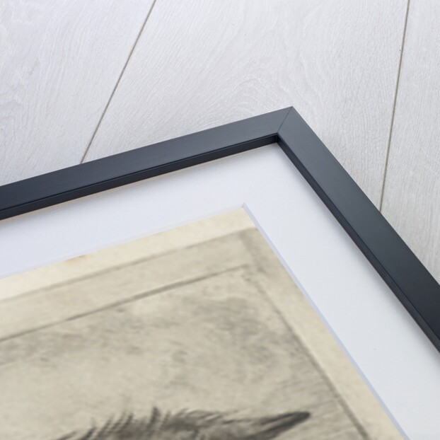 Head of a cow by Jacobus Cornelis Gaal