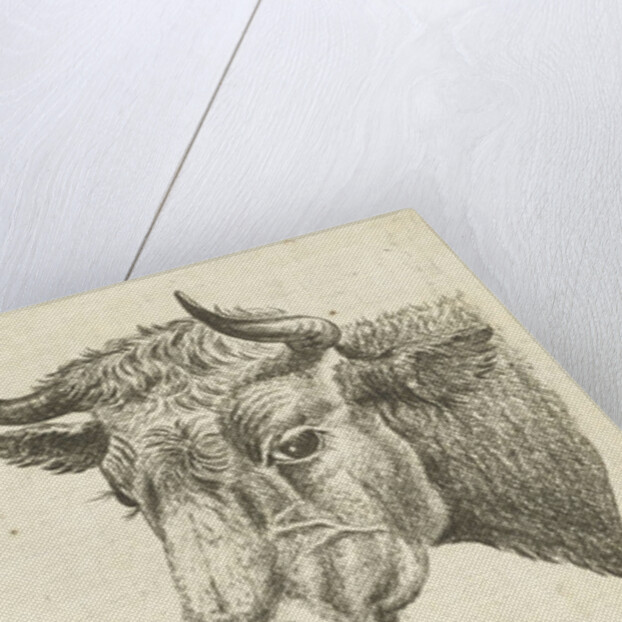 Head of a bull with rope to horns and head of cow by Cornelis Bisschop