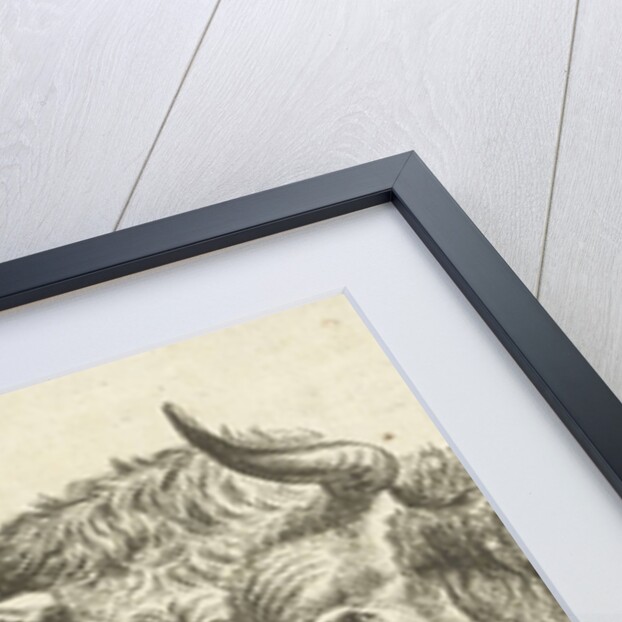 Head of a bull with rope to horns and head of cow by Cornelis Bisschop