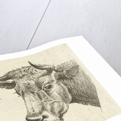 Head of a bull with rope to horns and head of cow by Cornelis Bisschop