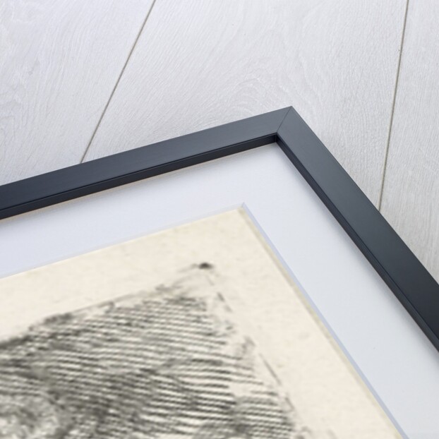 Head of a horse, right by Floris Croese