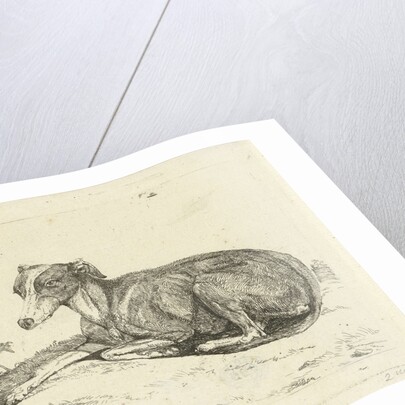 Greyhounds by Jan Dasveldt