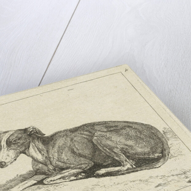 Greyhounds by Jan Dasveldt