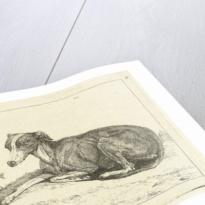 Greyhounds by Jan Dasveldt