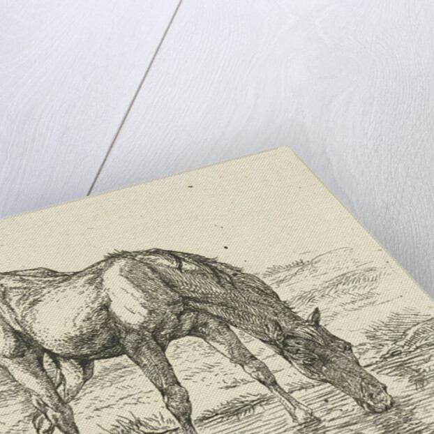 Drinking horse by Jan Dasveldt