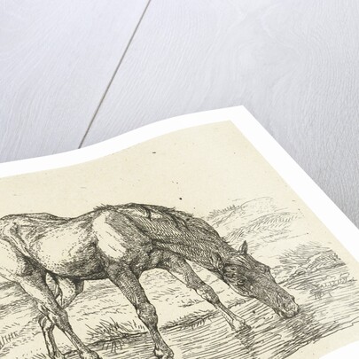 Drinking horse by Jan Dasveldt