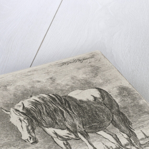 Single white horse by Jacobus Cornelis Gaal