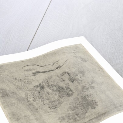 Study Sheet with sheep by Hermanus Fock