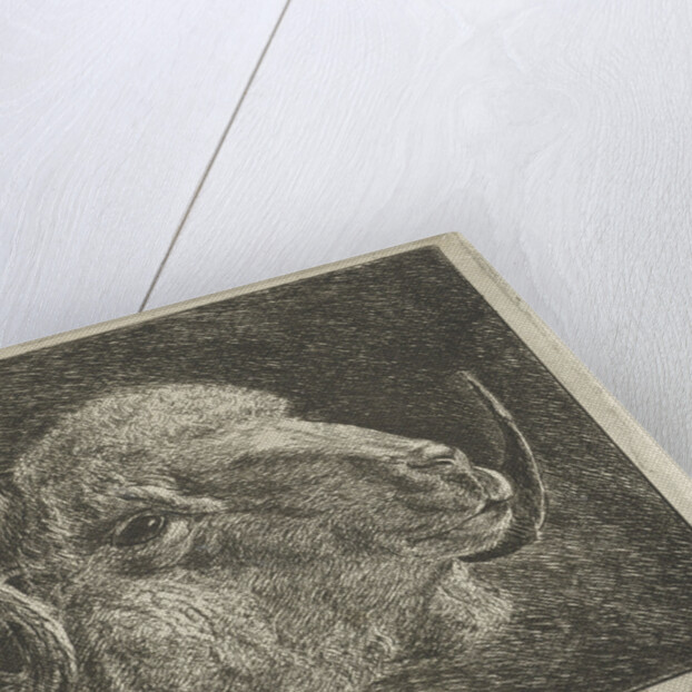Head of a ram with twisted horns backward by Pieter Gaal