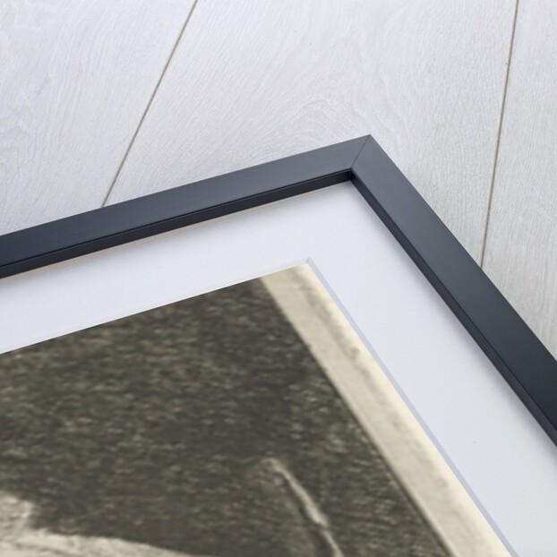 Head of a ram with twisted horns backward by Pieter Gaal