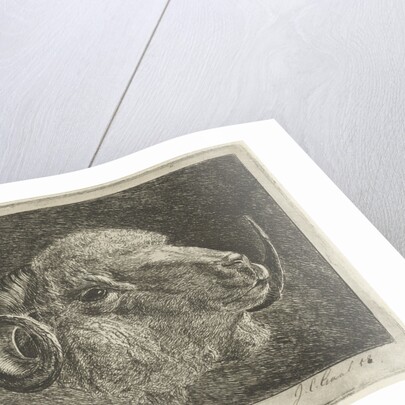 Head of a ram with twisted horns backward by Pieter Gaal