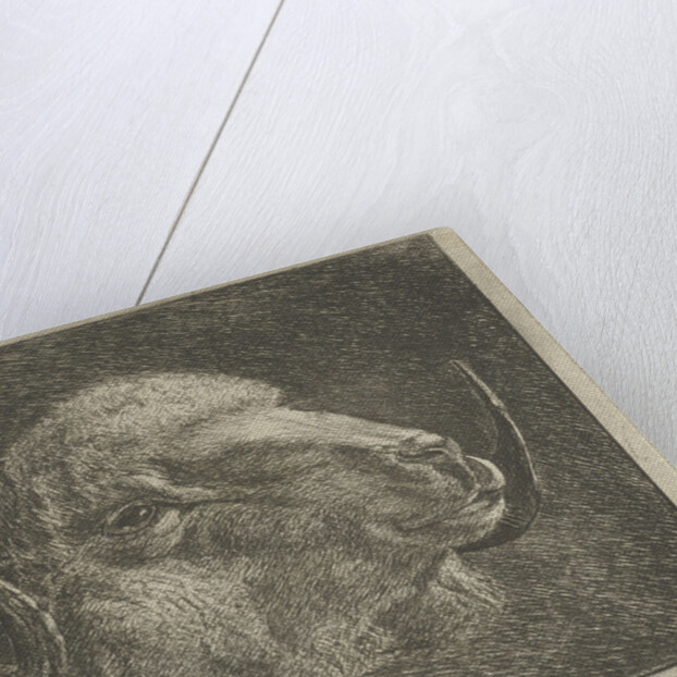 Head of a ram with twisted horns backward by Pieter Gaal