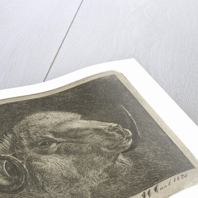 Head of a ram with twisted horns backward by Pieter Gaal