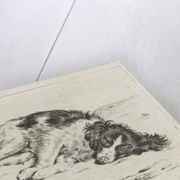 Sleeping dog by Hendrik Godart de Marée