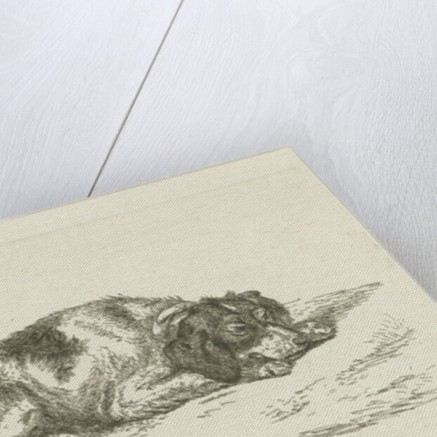 Sleeping dog with head resting on front paws by Jan Dasveldt