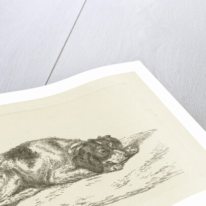 Sleeping dog with head resting on front paws by Jan Dasveldt