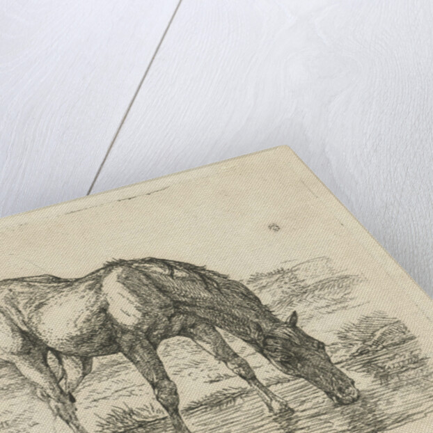 Drinking horse by Jan Dasveldt