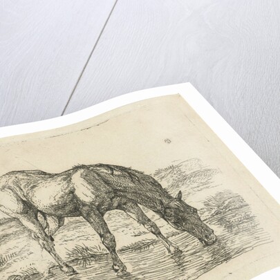 Drinking horse by Jan Dasveldt