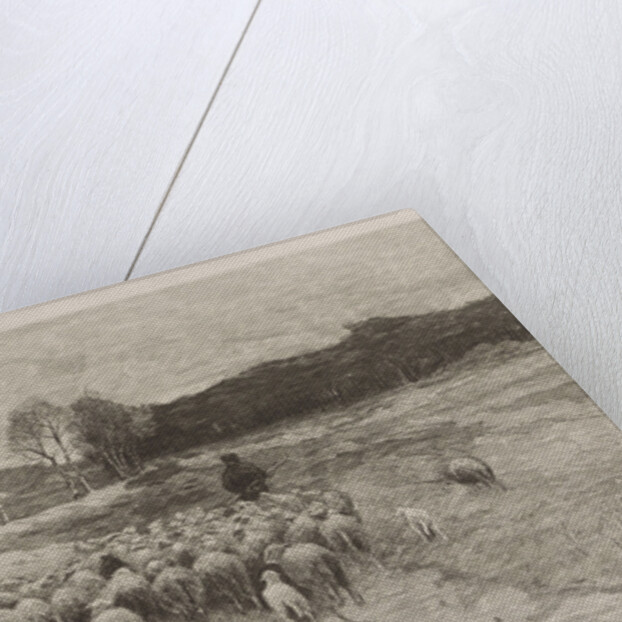 Shepherd by Anton Mauve