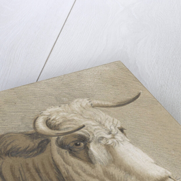 Cows head by Johann Heinrich Roos