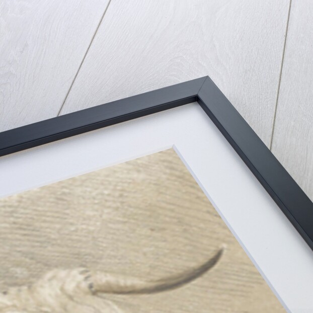 Cows head by Johann Heinrich Roos