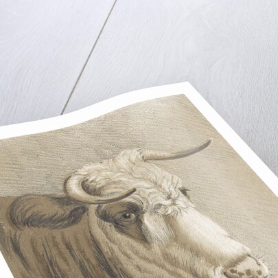 Cows head by Johann Heinrich Roos