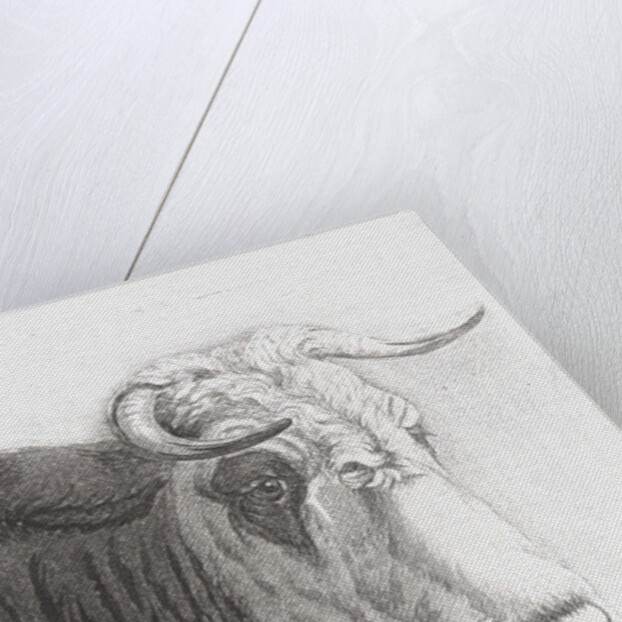Cows head by Diederik Jan Singendonck