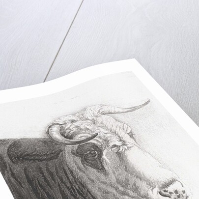 Cows head by Diederik Jan Singendonck