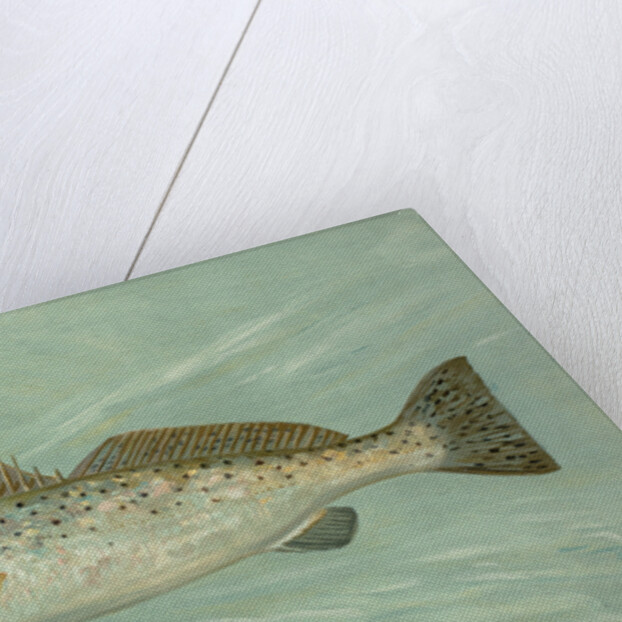 The Spotted Sea Trout, Cynoscion maculatum by J. L. Petrie