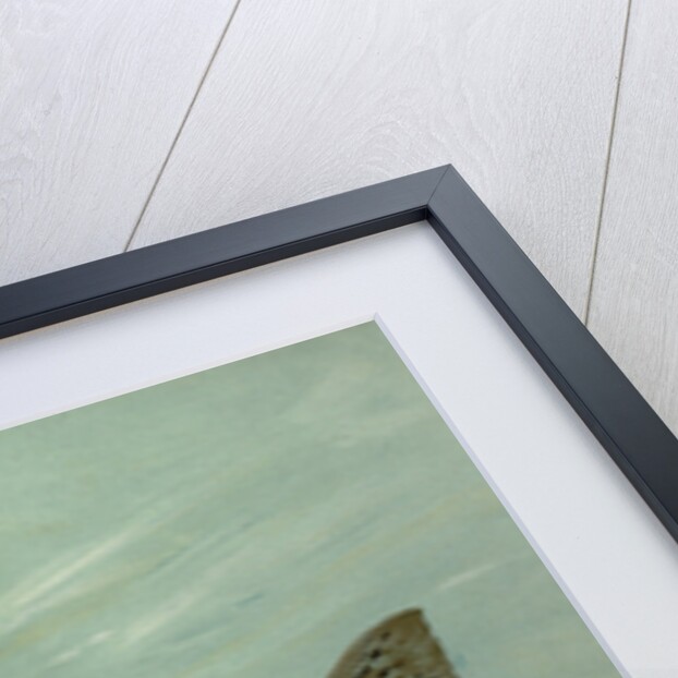 The Spotted Sea Trout, Cynoscion maculatum by J. L. Petrie