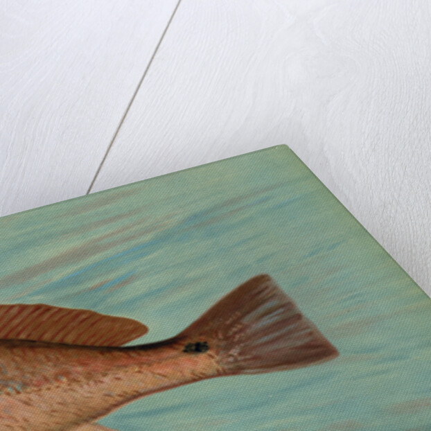 The Red Drum or Channel Bass, Scioena ocellata by J. L. Petrie