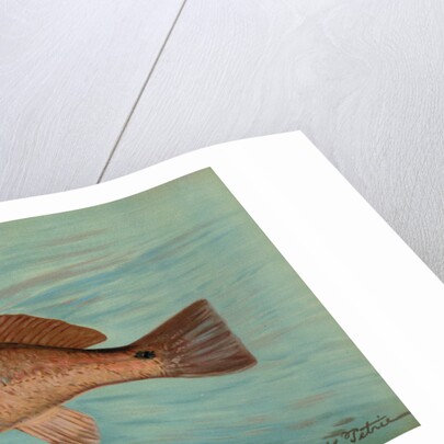 The Red Drum or Channel Bass, Scioena ocellata by J. L. Petrie