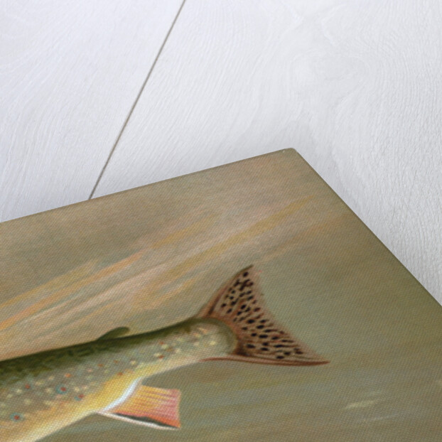 The American Brook Trout, Salvelinus fontinalis by J. L. Petrie